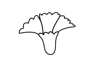 康乃馨 一筆一筆的教畫康乃馨 康乃馨簡(jiǎn)單畫法