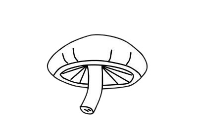 蘑菇 蘑菇簡(jiǎn)筆畫圖片
