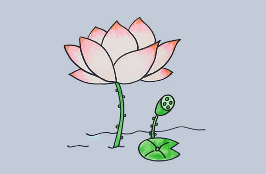 荷花怎么畫？