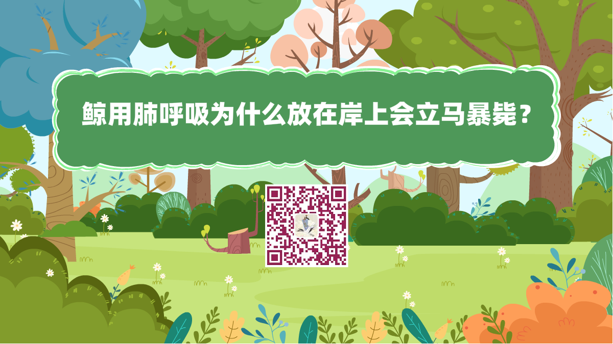 十萬個(gè)為什么標(biāo)題(鯨用肺呼吸為什么放在岸上會立馬暴斃)1200.png 十萬個(gè)為什么標(biāo)題(鯨用肺呼吸為什么放在岸上會立馬暴斃)1200.png