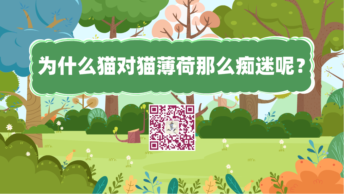 十萬個(gè)為什么標(biāo)題(讓貓癡迷的貓薄荷到底是何方神圣)1200.png 十萬個(gè)為什么標(biāo)題(讓貓癡迷的貓薄荷到底是何方神圣)1200.png