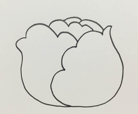 卷心菜簡(jiǎn)筆畫怎么畫簡(jiǎn)單好看
