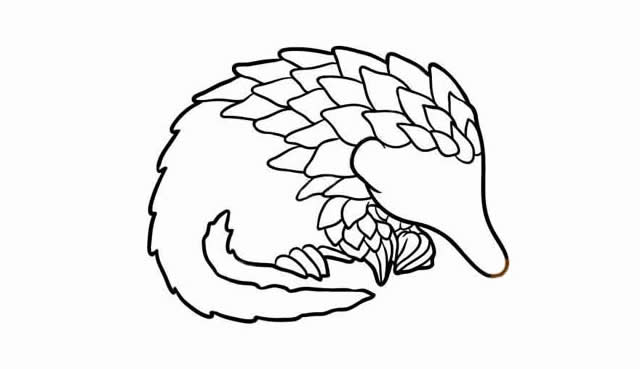 穿山甲簡(jiǎn)筆畫彩色可愛(ài),穿山甲怎么畫簡(jiǎn)單又漂亮