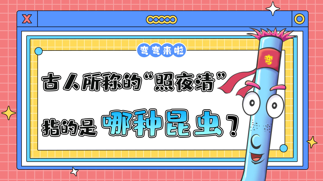 古人所稱的“照夜清”指的是哪種昆蟲呢？.jpg