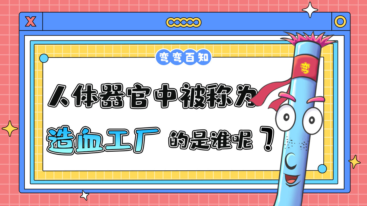 人體器官被稱為“造血工廠”的是誰(shuí)呢？.jpg