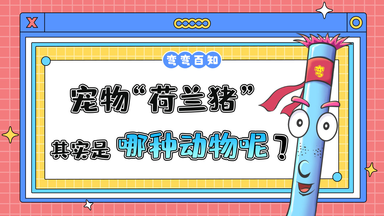 寵物“荷蘭豬”其實(shí)是哪種動(dòng)物呢？.jpg