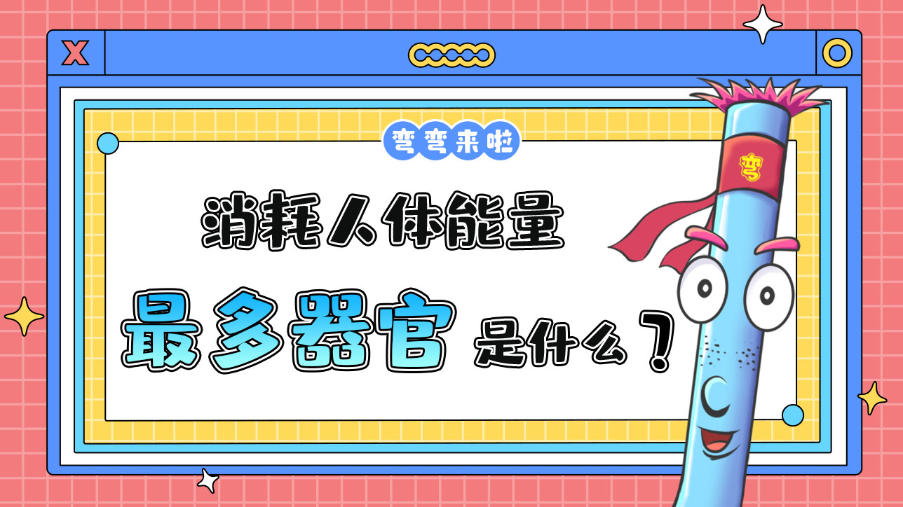 消耗人體能量最多的器官是什么呢？.jpg