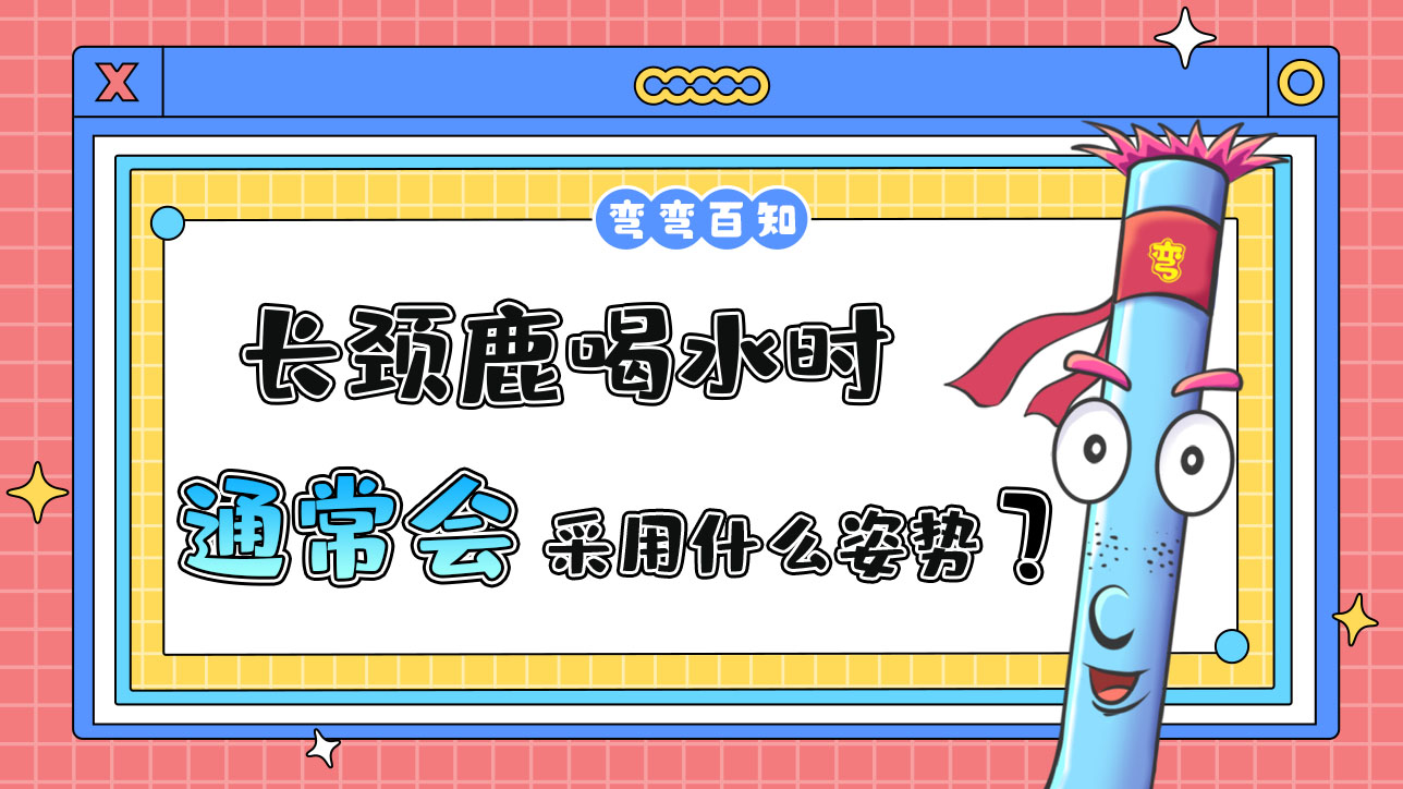 長頸鹿喝水時通常會采用什么姿勢呢？.jpg