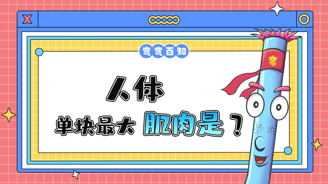 人體單塊最大的肌肉是？1288.jpg