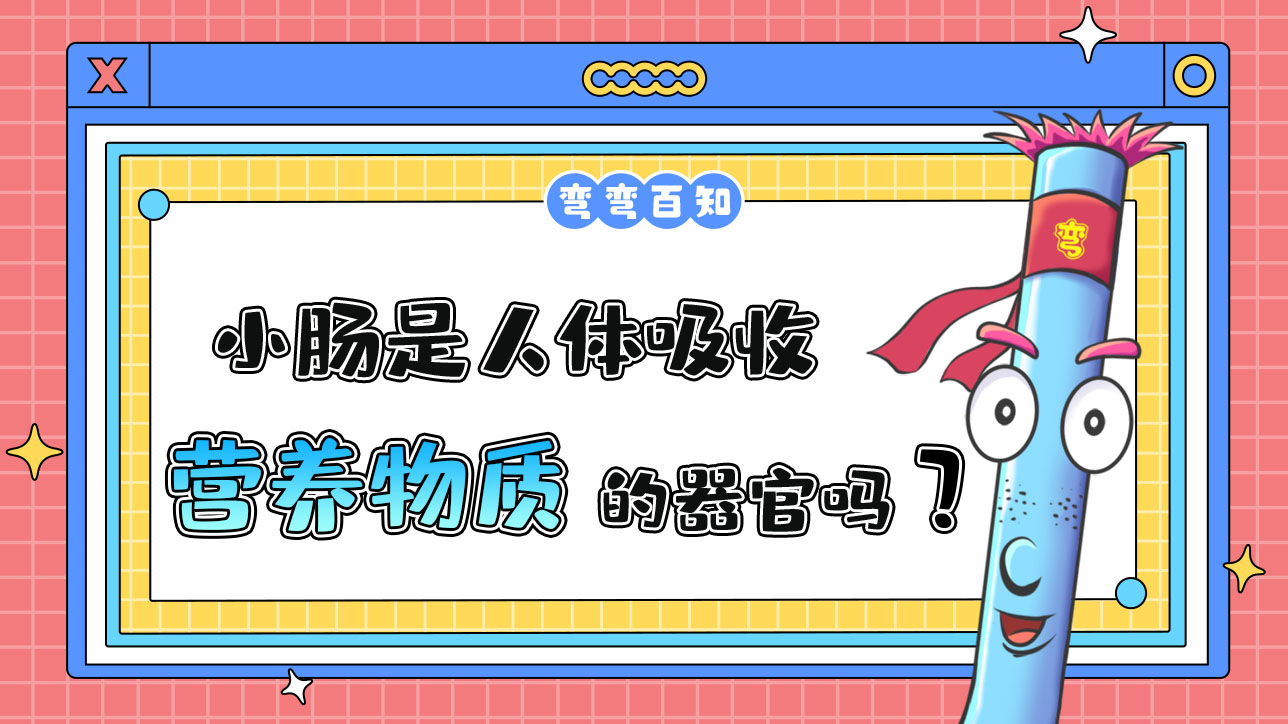 小腸是人體吸收營(yíng)養(yǎng)物質(zhì)的器官嗎？.jpg