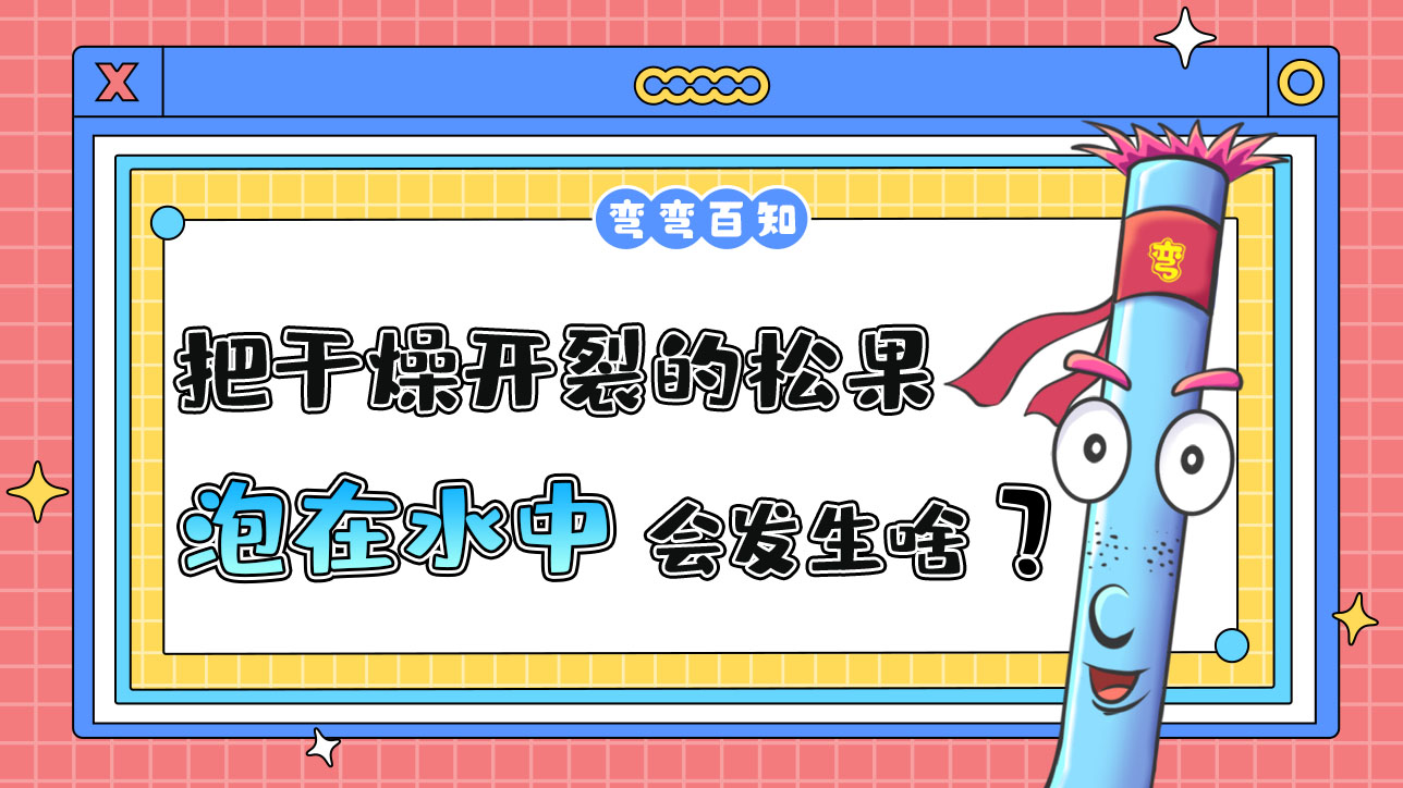 把干燥開裂的松果泡在水中會發(fā)生什么呢？.jpg