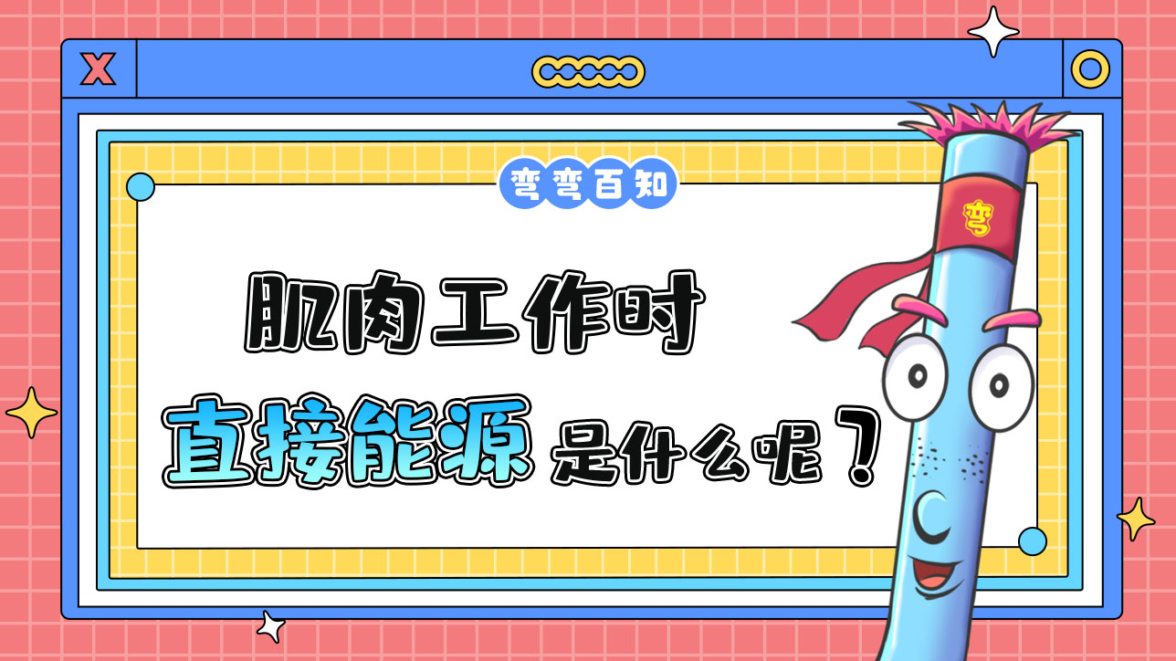 肌肉工作時的直接能源是什么呢？.jpg