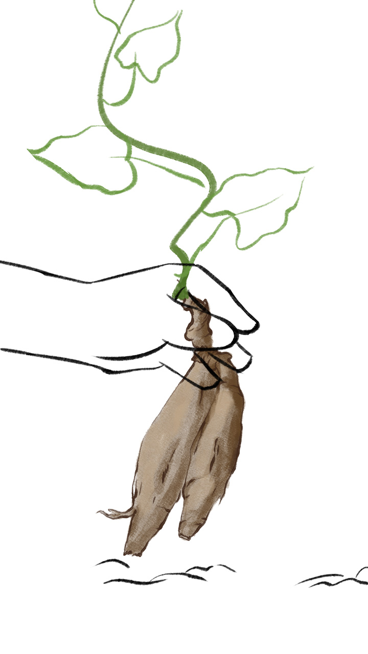 綠植何首烏線稿構圖.jpg