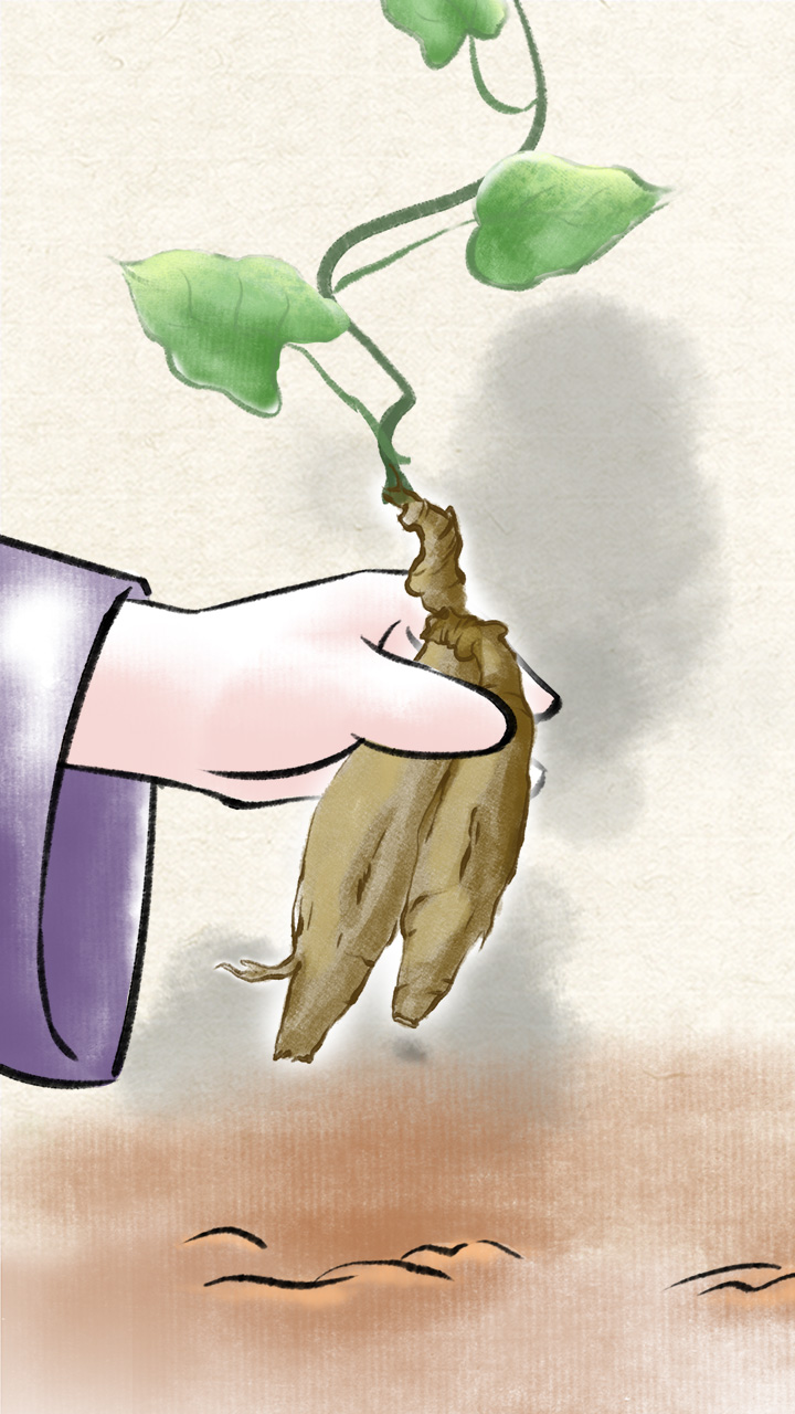 綠植何首烏線稿構圖填色.jpg