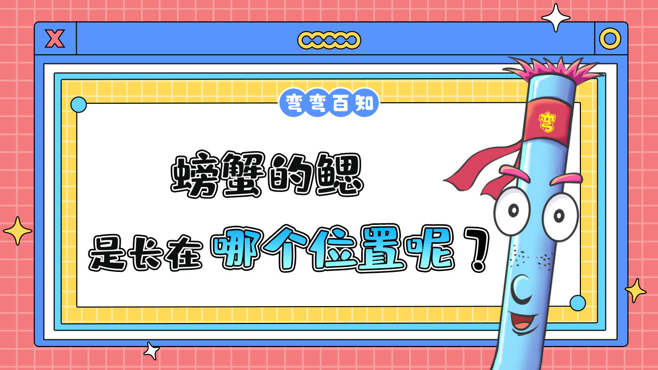 螃蟹的鰓長在哪里呢？.jpg
