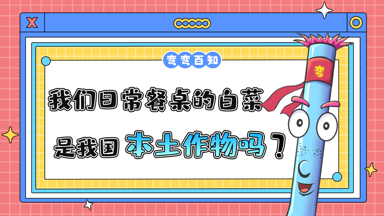 我們?nèi)粘２妥郎系陌撞耸俏覈?guó)本土作物嗎？.jpg