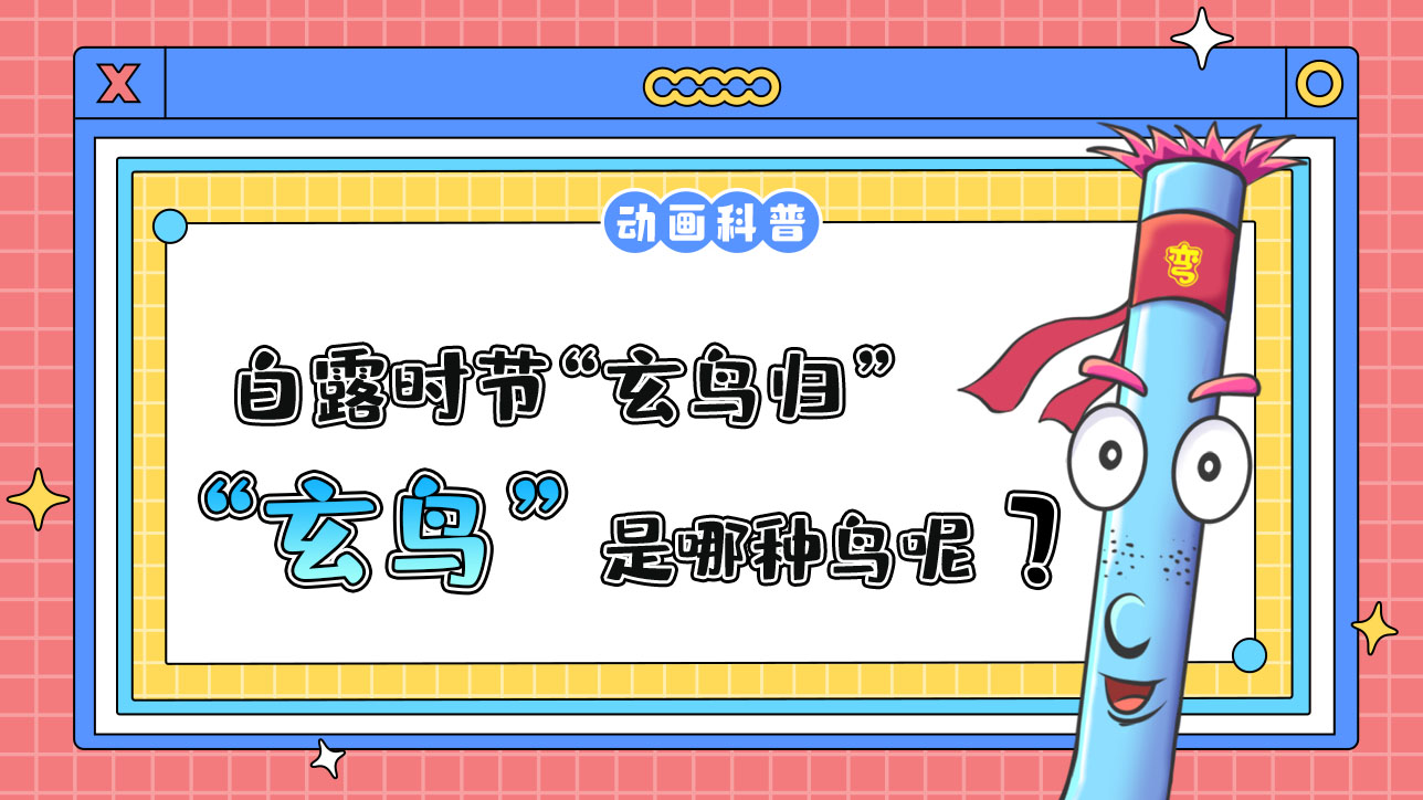 白露時(shí)節(jié)“玄鳥歸”，“玄鳥”是哪種鳥呢？.jpg