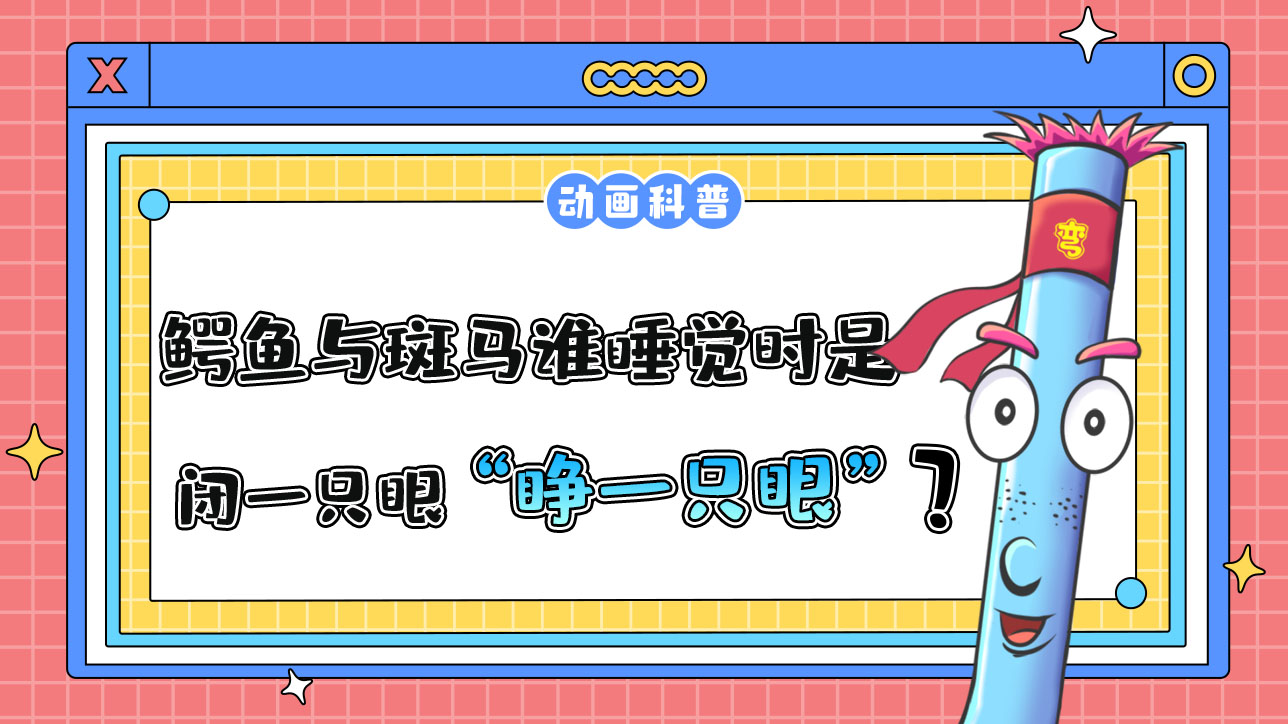 鱷魚與斑馬誰睡覺時是“睜一只眼閉一只眼”？.jpg