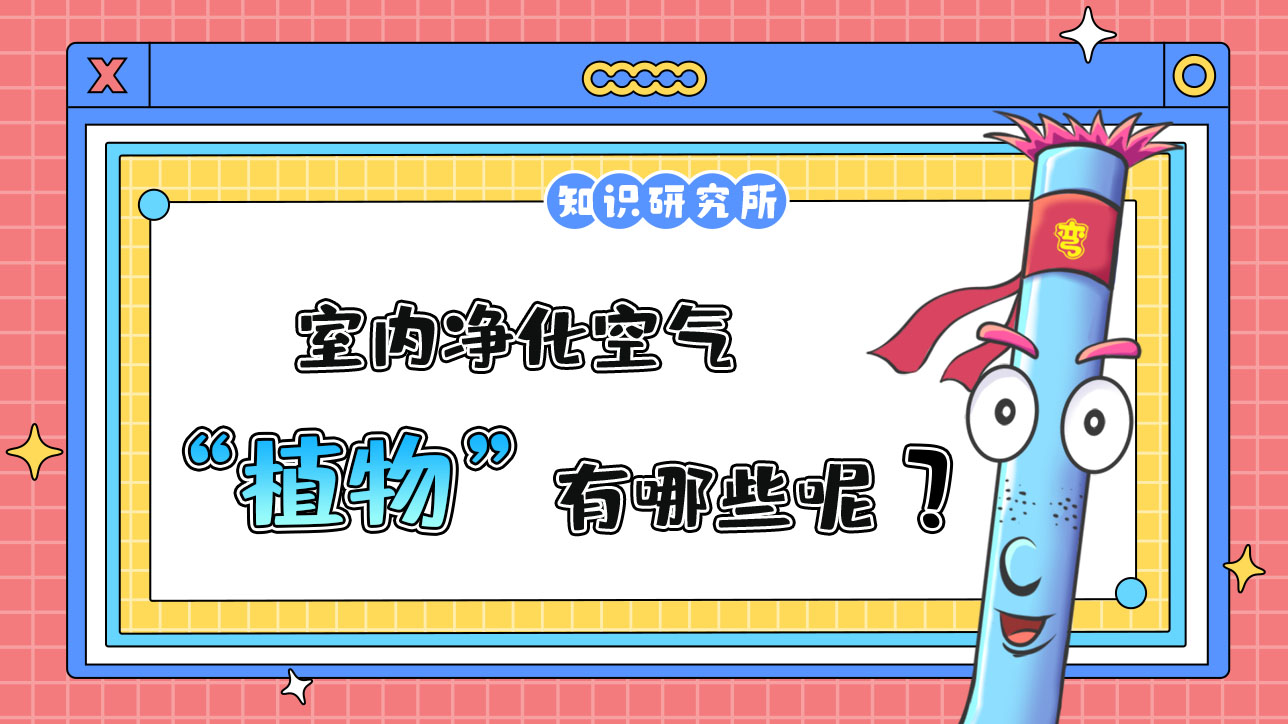 室內(nèi)凈化空氣的植物有哪些？.jpg